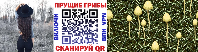 Галлюциногенные грибы Psilocybine cubensis  Тихорецк 